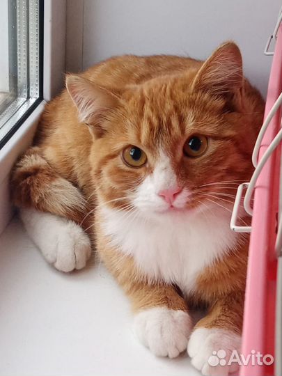 Кот