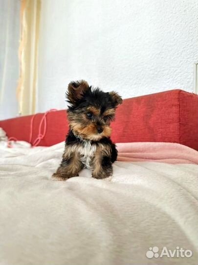 Щенки йоркширский терьер мини