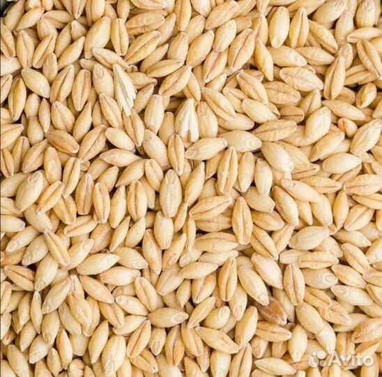 Ячмень фуражный