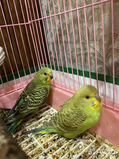 Волнистый попугай