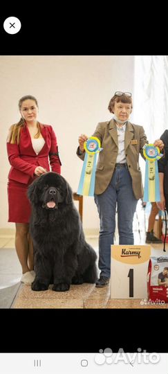 Ньюфаундленд вязка