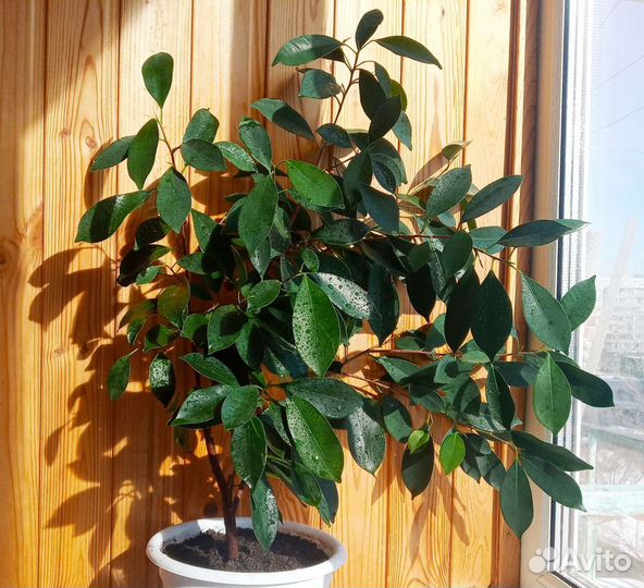 Фикус, для тех, кто хочет детей