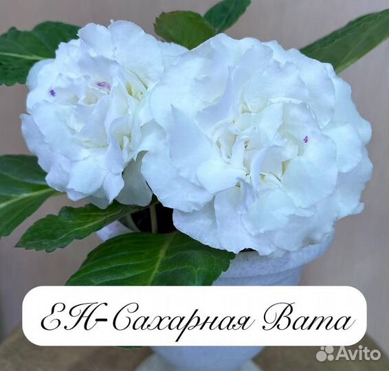 Глоксиния детки 21 сорт