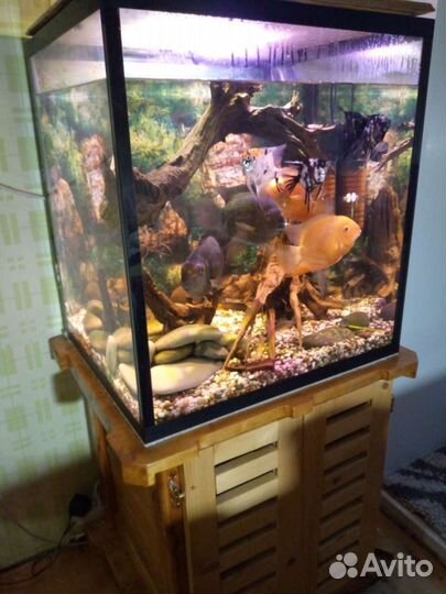 Аквариум