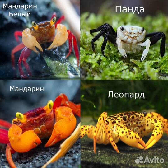 Крабы аквариумные - 11 видов - Аквасалон Дискус