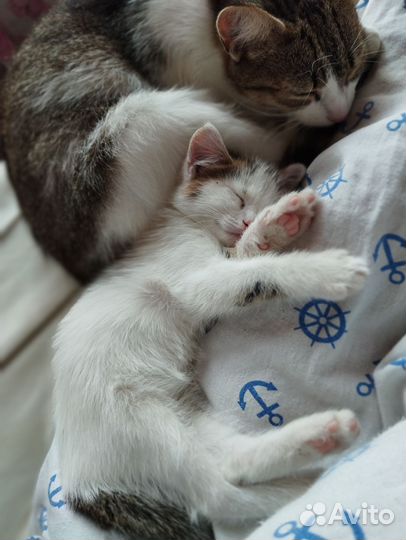 Котенок девочка