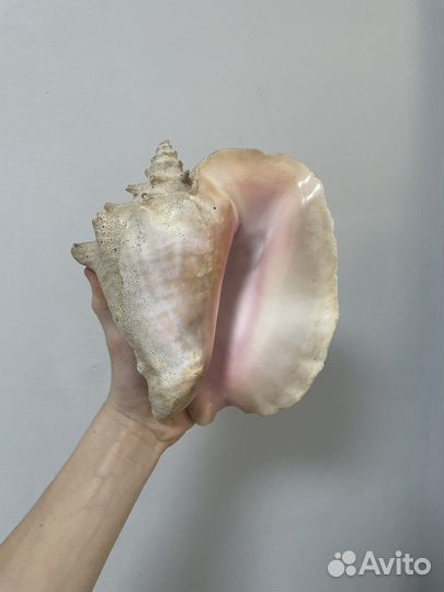 Большая ракушка