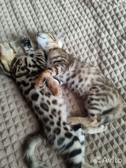 Бенгальская