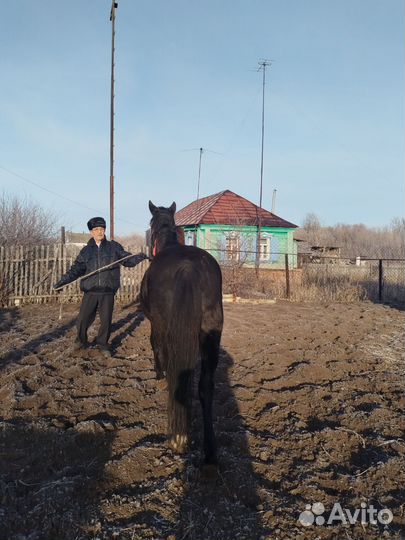 Лошадь