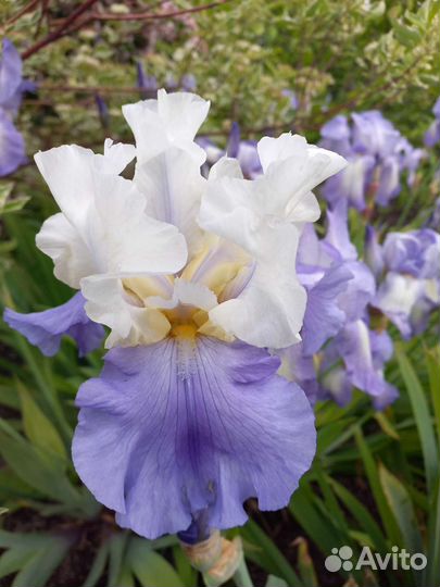Ирисы бородатые сортовые