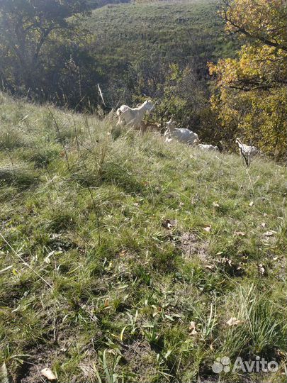 Зааненские козы дойные