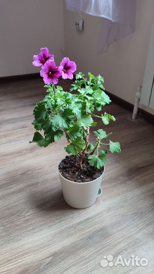 Королевская герань пеларгония