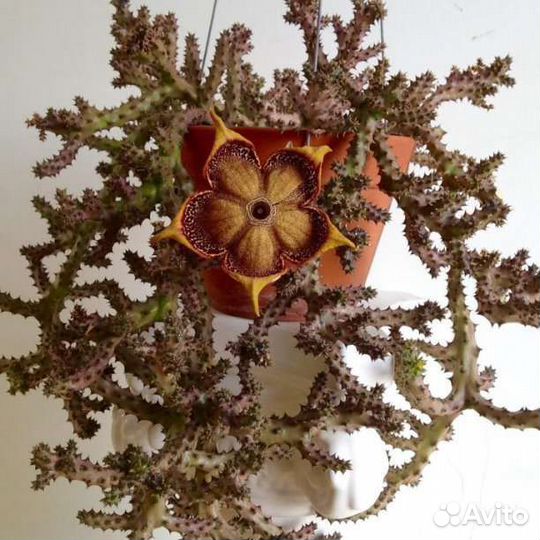 Эдитколея грандис 