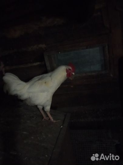 Петух молодой