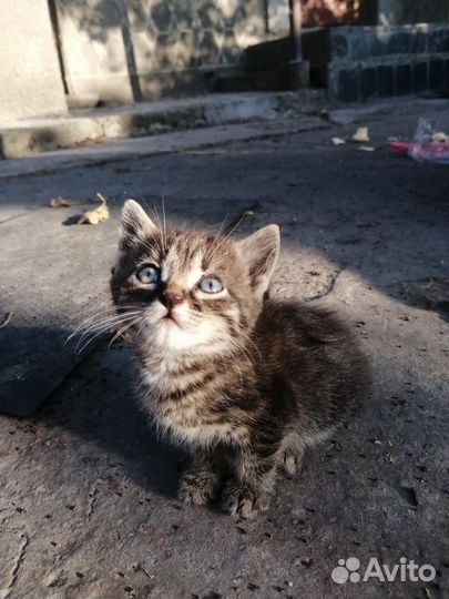 Кошка в дар бесплатно