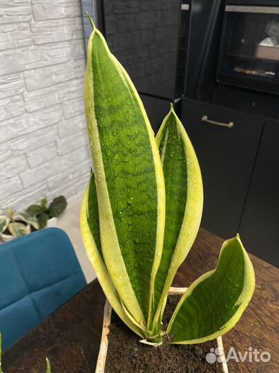Сансевиерия муншайн и 3 вида с делтой полосой