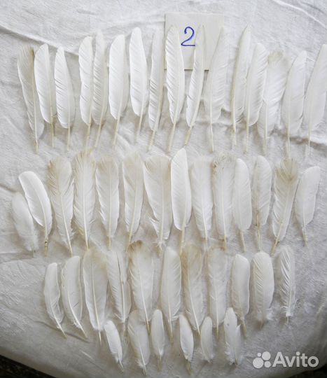 Набор перьев для рукоделия. Перья голубиные