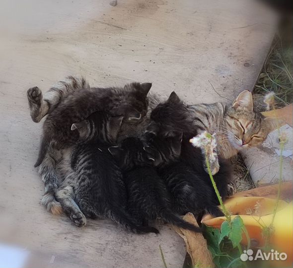 Котята в добрые руки