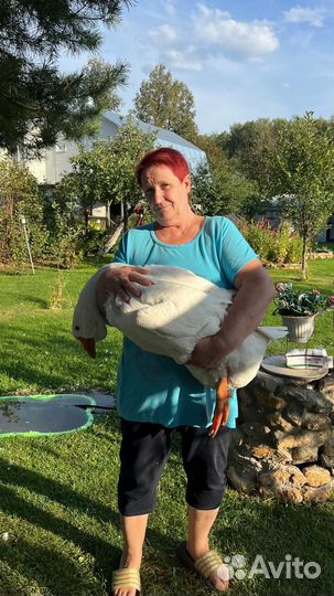 Гусь и гусыня