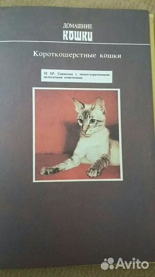 Книга по содержанию за домашними кошками