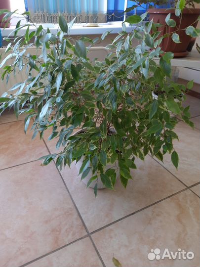 Офисные,комнатные,домашние растения взрослые