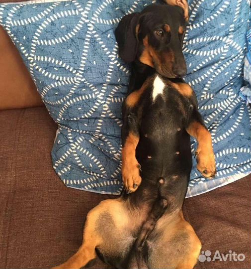 Такса вязка