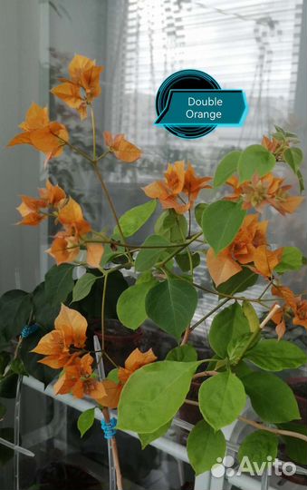 Бугенвиллии список сортов по наличию