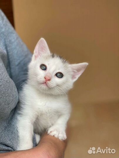 Белоснежная девочка 2 месяца в добрые руки