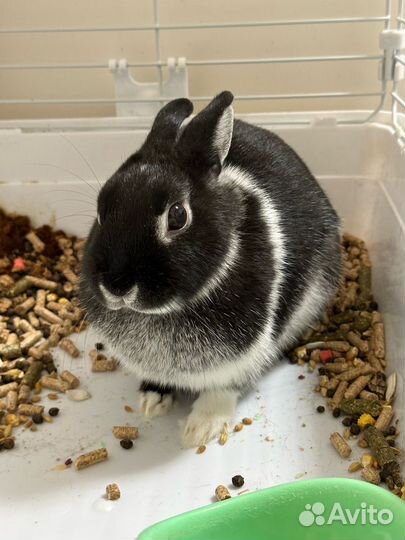 Декоративный кролик минор