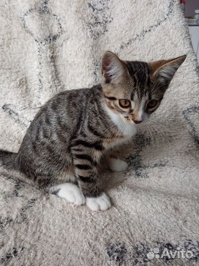 Отдаем трехмесячного котика