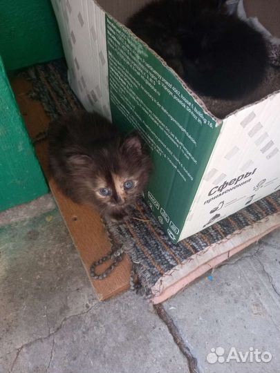 Трехцветные котята в добрые руки
