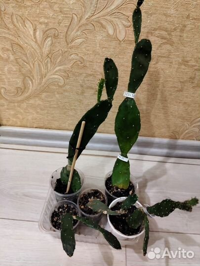 Кактусы и суккуленты