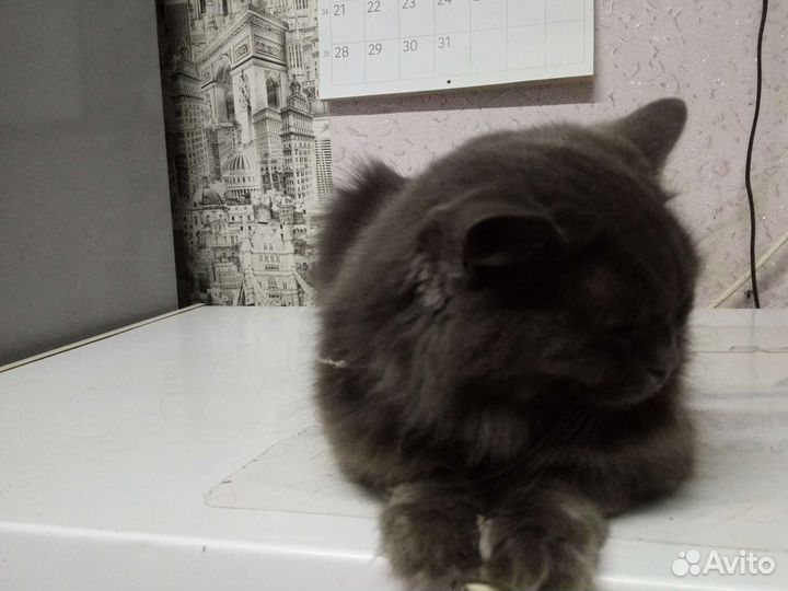 Отдам кошку