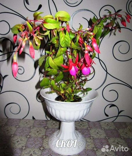 Дримиопсис пятнистый, Бегония розовая, Фуксия