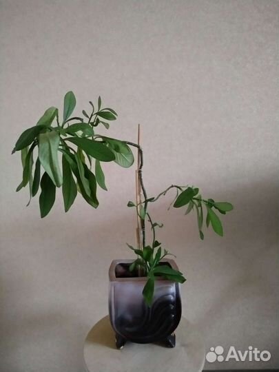 Синадениум гранта - Дерево Любви