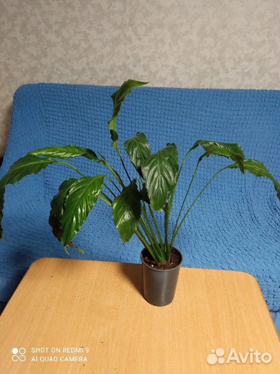 Спатифиллум