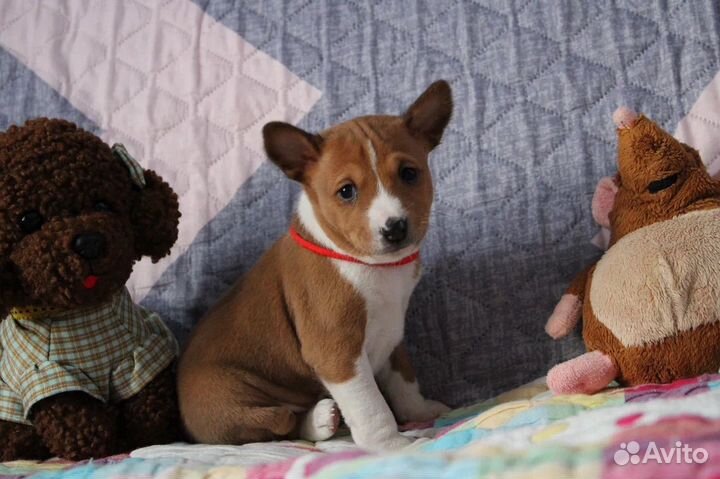 Девочка Басенджи