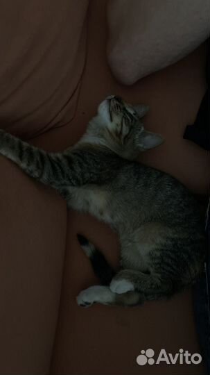 Нашли котенка, ищем хозяев