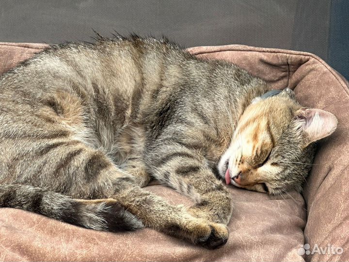 Отдам кота в добрые руки