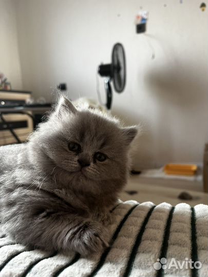 Британские котята