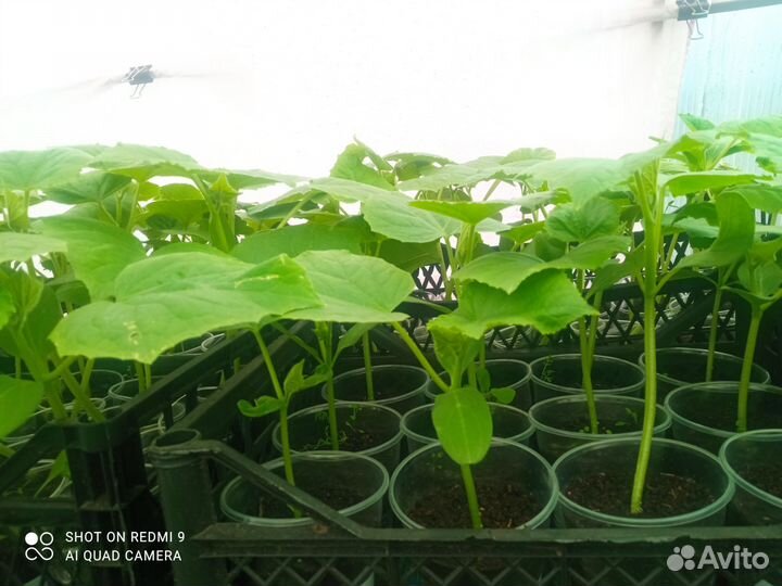 Продам рассаду огурцов