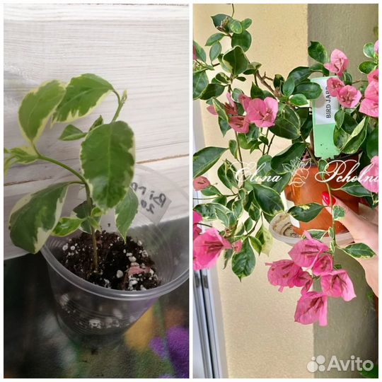 Бугенвиллия черенки