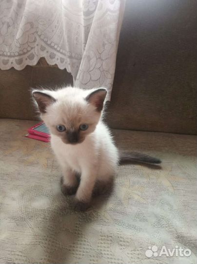 Котёнок(м)