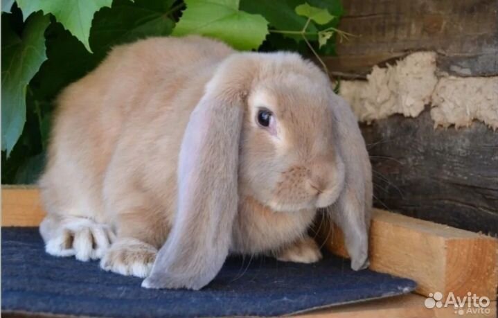 Декоративные кролики