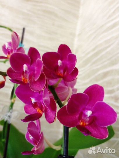 Орхидея Cute Holly мультифлора арома цветет