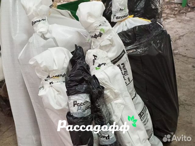 Саженцы малины. Крупная ягода