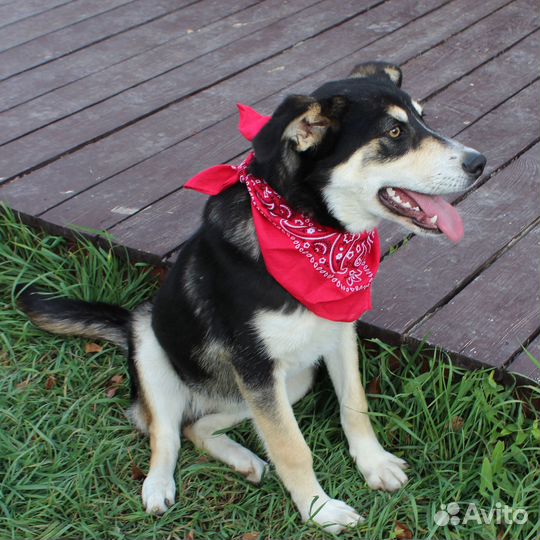 Метис Хаски Ванесса ищет дом
