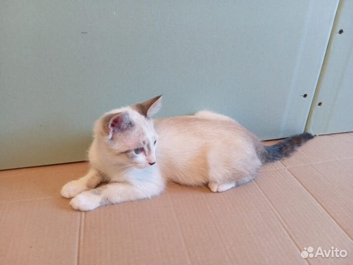Котята ищут добрые ручки