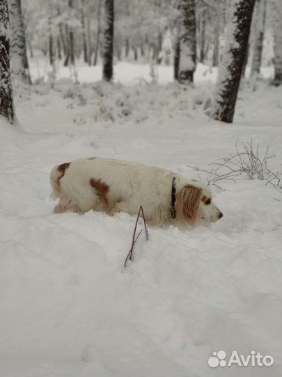 Спаниель вязка