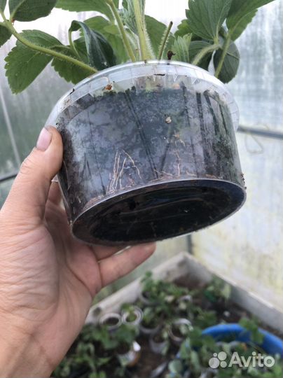 Усы виктории, рассада клубники сорт лорд талисм